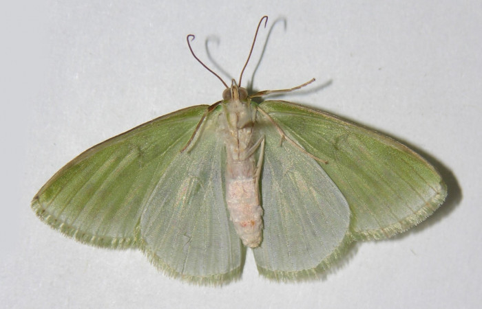 Fig. 8. <i>Nemoria</i> aturiaDHJ01 (Geometridae), adulto. Area de Conservación Guanacaste, Sector Pitilla, Sendero Mismo. Vista dorsal(04-SRNP-34514-DHJ326417).