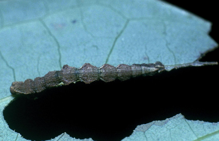 Fig. 9. Larva último estadio, <i>Nemoria</i> aturiaDHJ02 (Geometridae). Area de Conservación Guanacaste, Sector Cacao, Sendero Circular. Larva alimentándose en borde de hoja y queda quieta, para pasar desapercibida, parte de su camuflaje. (04-SRNP-35592-DHJ85241.jpg).