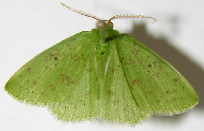 Fig. 4. <i>Nemoria</i> aturiaDHJ02 (Geometridae), adulto en alfiler, esta es una posición natural, con sus alas un poco caídas y se ajustan de una manera casi invisible sobre las hojas. Area de Conservación Guanacaste, Sector Cacao, Sendero Toma Agua. (08-SRNP-35588-DHJ505951).