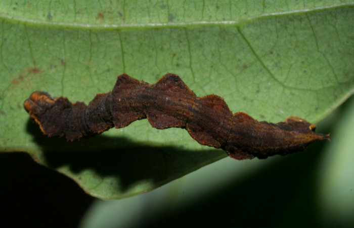 Fig. 12. Larva último estadio, <i>Nemoria</i> aturiaDHJ02 (Geometridae). Area de Conservación Guanacaste, Sector Cacao, Estación Biológica Cacao. (08-SRNP-35598-DHJ441045.jpg).