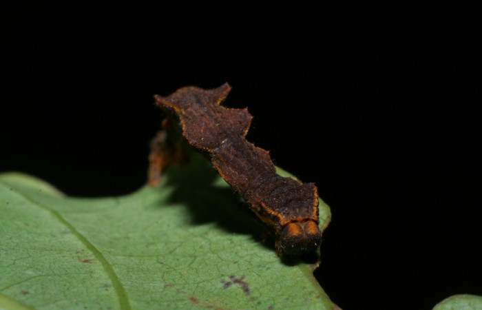 Fig. 16. Larva último estadio, <i>Nemoria</i> aturiaDHJ02 (Geometridae). Area de Conservación Guanacaste, Sector Cacao, Estación Biológica Cacao. Vista frontal. (08-SRNP-35598-DHJ441048.jpg).