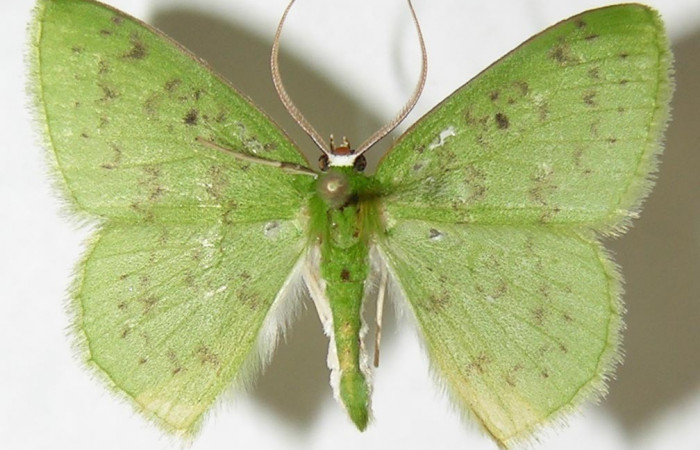 Fig. 5. <i>Nemoria</i> aturiaDHJ02 (Geometridae), adulto. Area de Conservación Guanacaste, Sector Cacao, Estación Biológica Cacao, Sendero Nayo. Vista dorsal. (09-SRNP-35099-DHJ506188).