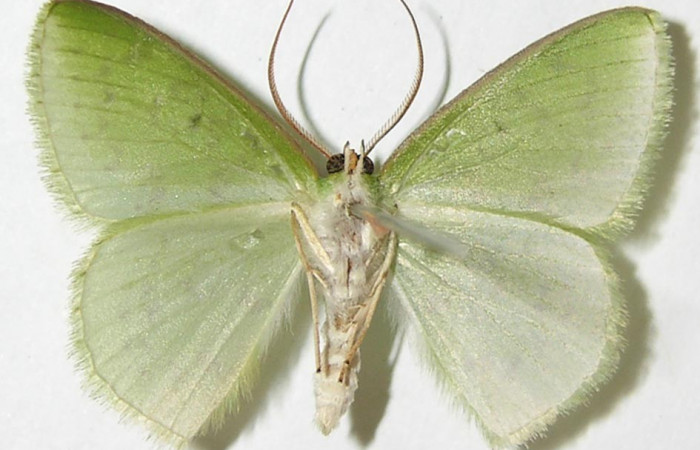 Fig. 6. <i>Nemoria</i> aturiaDHJ02 (Geometridae), adulto. Area de Conservación Guanacaste, Sector Cacao, Estación Biológica Cacao, Sendero Nayo. Vista ventral. (09-SRNP-35099-DHJ506189).