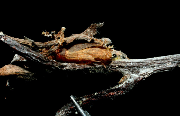 Fig. 17. Muda de pupa, <i>Nemoria</i> aturiaDHJ02 (Geometridae). Area de Conservación Guanacaste, Sector Cacao, Estación Biológica Cacao. (09-SRNP-35126-DHJ455340.jpg).