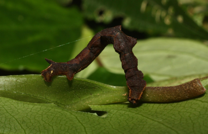 Fig. 14. Larva último estadio, <i>Nemoria</i> aturiaDHJ02 (Geometridae). Area de Conservación Guanacaste, Sector Cacao, Sendero Nayo. (12-SRNP-35078-DHJ490014.jpg).