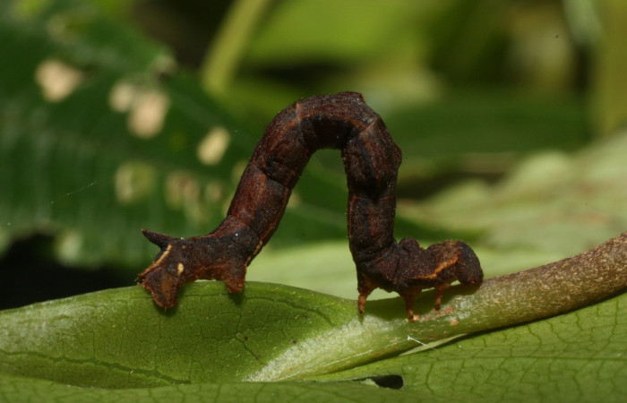 Fig. 13. Larva último estadio, <i>Nemoria</i> aturiaDHJ02 (Geometridae). Area de Conservación Guanacaste, Sector Cacao, Sendero Nayo. (12-SRNP-35078-DHJ490015.jpg).