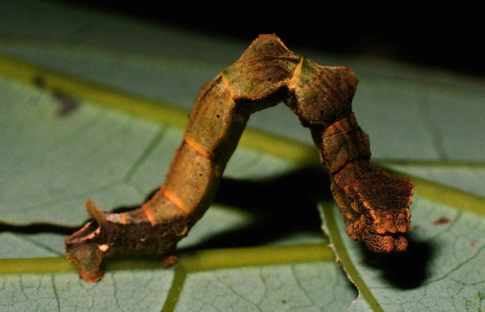Fig. 1. <i>Nemoria</i> aturiaDHJ02 (Geometridae), último estadio. Area de Conservación Guanacaste, Estación Biológica Cacao, Sendero Toma Agua. (99-SRNP-1872-DHJ50693.jpg).