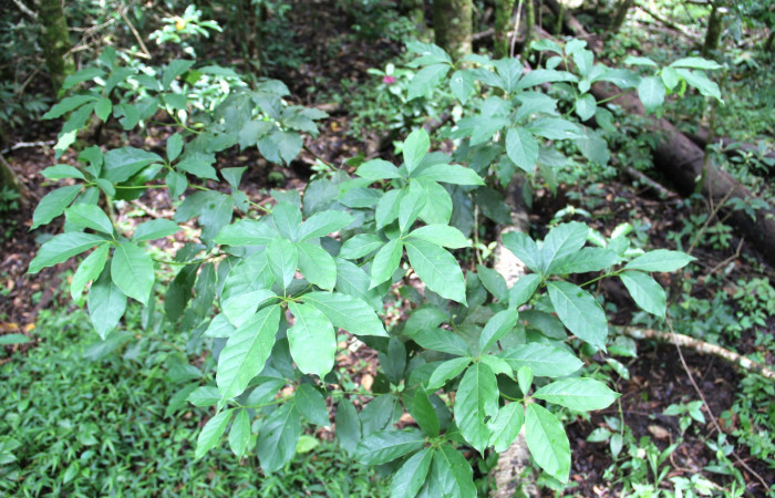 Fig. 19. <i>Persea americana</i> (introduced), planta hospedera de <i>Nemoria</i> aturiaDHJ02 (Geometridae). Area de Conservación Guanacaste, Estación Biológica Cacao. Foto,  Parataxónoma Dunia Garcia 10/11/2019.