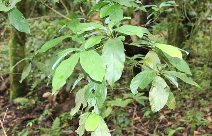 Fig. 21. Haz de <i>Persea americana</i> (introduced), planta hospedera de <i>Nemoria</i> aturiaDHJ02 (Geometridae). Area de Conservación Guanacaste, Estación Biológica Cacao. Foto,  Parataxónoma Dunia Garcia 10/11/2019.