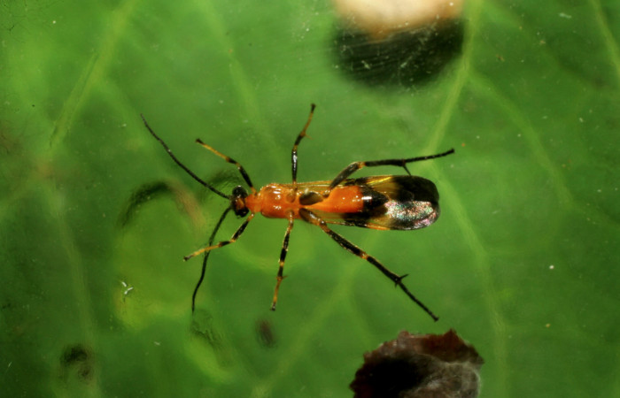 Figura 7. Avispa de Braconidae son parasitoides también de <i>Cropia cedica</i> (noctuidae). Voucher: 07-SR7P-31153-DHJ426777.jpg.