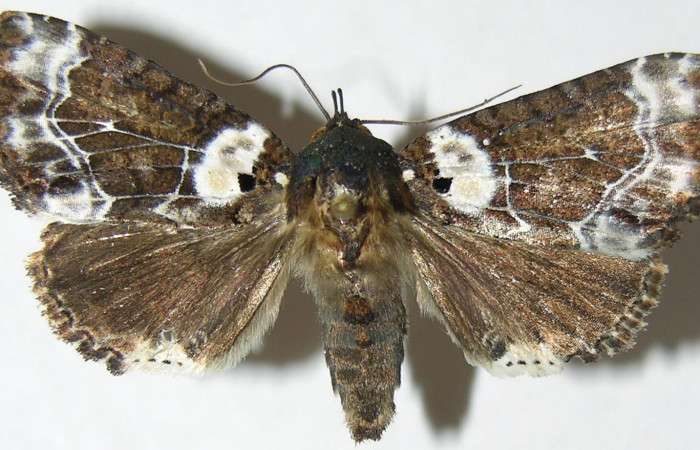 Figura 11. Adulto de <i>Cropia cedica</i> (Noctuidae) macho. Voucher: 08-SRNP-6029-DHJ396586.