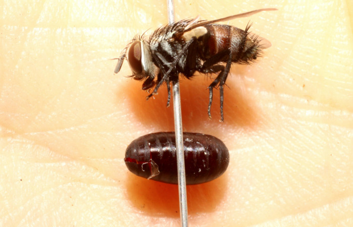 Figura 8. Mosca de <i>Lespesia postica</i> (Tachinidae), parásito en larva de <i>Cropia cedica</i> (Noctuidae) Voucher:10-SRNP-12970-DHJ475159.jpg.