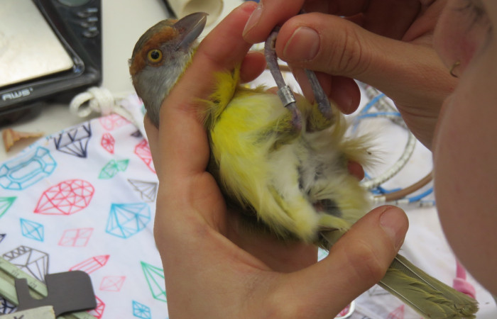 Estación Pitilla, febrero 2018, Fotografía: Eric Palola
