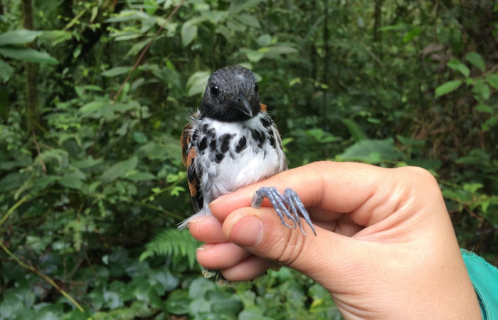 Estación Pitilla, febrero 2018, Fotografía: Natalie Sánchez