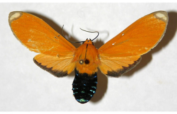 Fig. 1 Vista dorsal de la hembra <i>Ormetica sicilia</i> (Erebidae) (04-SRNP-61334-DHJ316622).