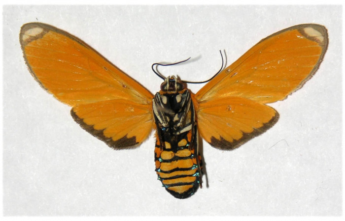Fig. 2 Vista Ventral de la hembra <i>Ormetica sicilia</i> (Erebidae) (04-SRNP-61334-DHJ316623).
