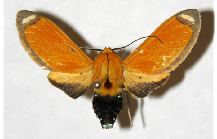 Fig. 3 Vista dorsal del macho <i>Ormetica sicilia</i> (Erebidae) (04-SRNP-13382-DHJ316630)