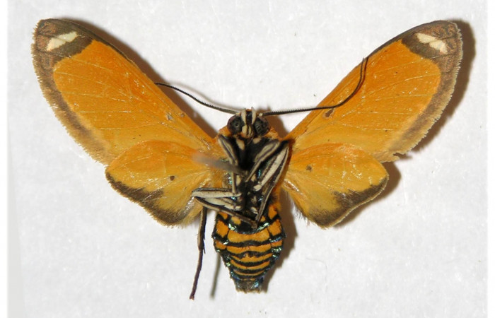 Fig. 4 Vista ventral del macho <i>Ormetica sicilia</i> (Erebidae) (04-SRNP-13382-DHJ316631)