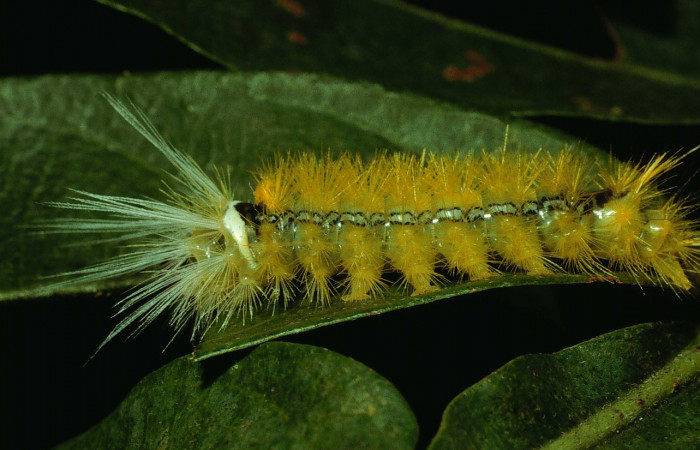 Fig. 5 <i>Ormetica sicilia</i> (Erebidae) en forma lateral (92-SRNP-4862-DHJ16796).