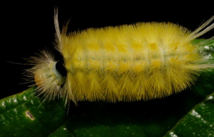 Fig. 6 <i>Ormetica sicilia</i> (Erebidae) (07-SRNP-24640-DHJ434127).