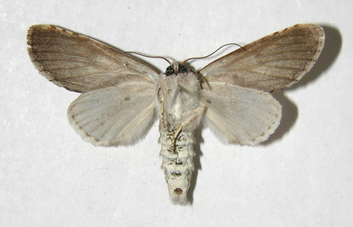 Adulto macho en posición ventral de <i>Sericochroa</i> felderiDHJ02 (Notodontidae). Sector Santa Rosa, Alacran. Voucher 06-SRNP-98009-DHJ358105.