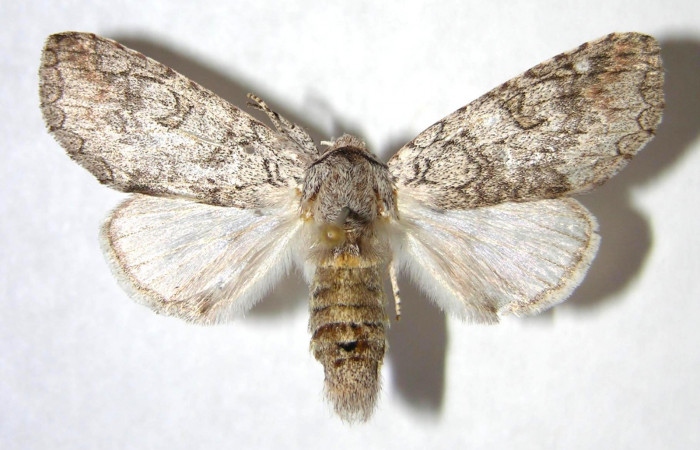  Adulto hembra en posición dorsal de <i>Sericochroa</i> felderiDHJ02 (Notodontidae). Sector Santa Rosa, Alacran. Voucher Voucher 95-SRNP-4902-DHJ363900.