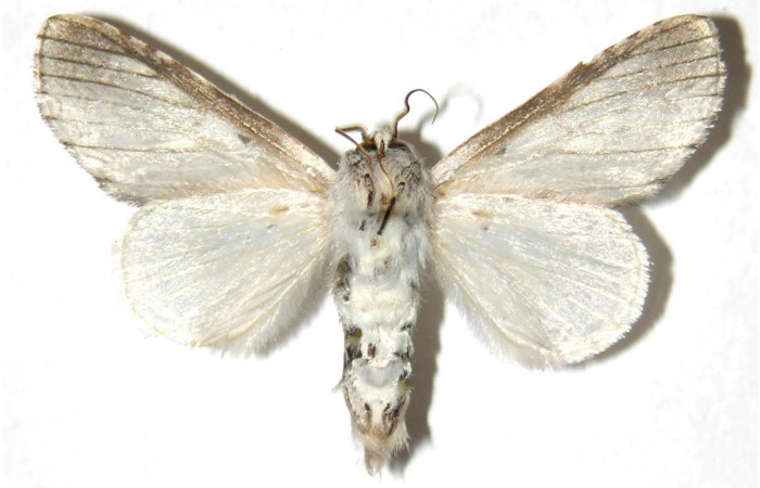  Adulto macho en posición ventral de <i>Sericochroa</i> felderiDHJ03 (Notodontidae). Sector Mundo Nuevo, Mamones. Voucher Voucher 05-SRNP-56282-DHJ311455.