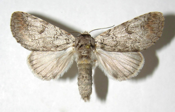  Adulto hembra en posición dorsal de <i>Sericochroa</i> felderiDHJ03 (Notodontidae). Sector Santa Rosa, Area Administrativa. Voucher Voucher 06-SRNP-98008-DHJ358102.