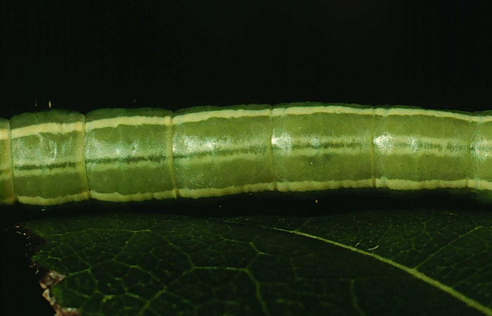  Larva en posición dorsal de <i>Sericochroa felderi</i> (Notodontidae), U estadio. Sector Santa Rosa, Area Administrativa. Voucher 94-SRNP-9926-DHJ26275.jpg.
