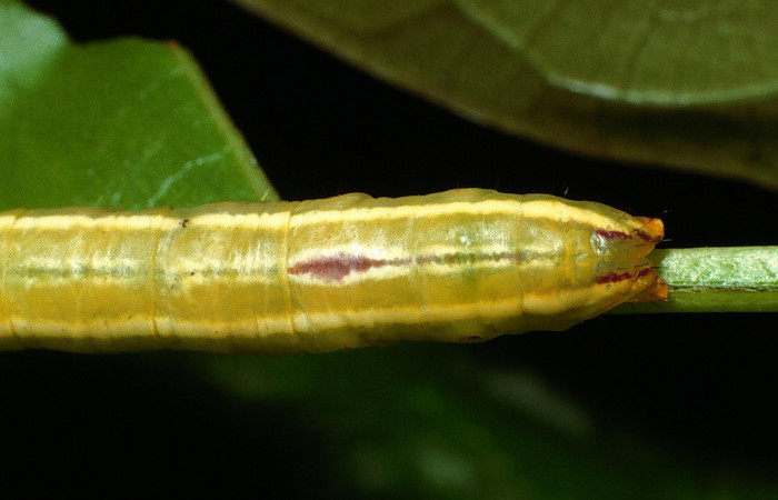  Cola en posición dorsal de <i>Sericochroa felderi</i> (Notodontidae), U estadio. Sector Del Oro, Quebrada Trigal. Voucher 03-SRNP-2978-DHJ71942.jpg.