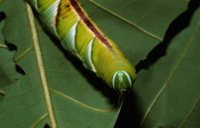 Figura 8. Larva en último estadio <i>Manduca albiplaga</i>, (Sphingidae), posición cabeza <i>Annona rensoniana</i> (Annonaceae).Sector Del Oro, Quebrada Romero, (elevación 290 metros). 9 julio 2002. (02-SRNP-17450-DHJ68362.jpg).