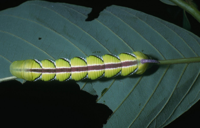 Fig. 18 Dorsal entero <i>Manduca albiplaga</i> (Sphingidae), alimentándose en <i>Annona rensoniana</i> (Annonaceae), Sector Cacao, Quebrada Heliconia, (elevación 1150 metros). Colectada 29 Junio 2004 (04-SRNP-46768-DHJ85662.jpg).
