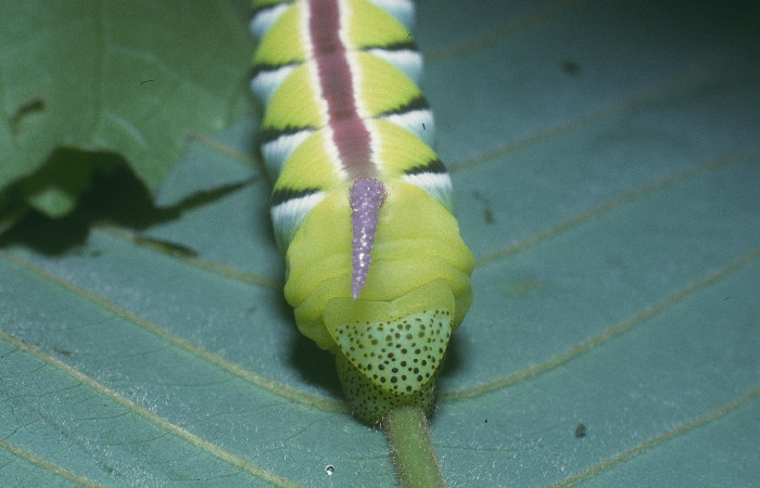 Figura 10. Larva en último estadio <i>Manduca albiplaga</i>, (Sphingidae), posición lateral tórax sobre la vena central de la planta <i>Annona rensoniana</i> (Annonaceae). Sector Cacao, Quebrada Heliconia, (elevación 390 metros). 29 junio 2004. (04-SRNP-46768-DHJ85668.jpg).
