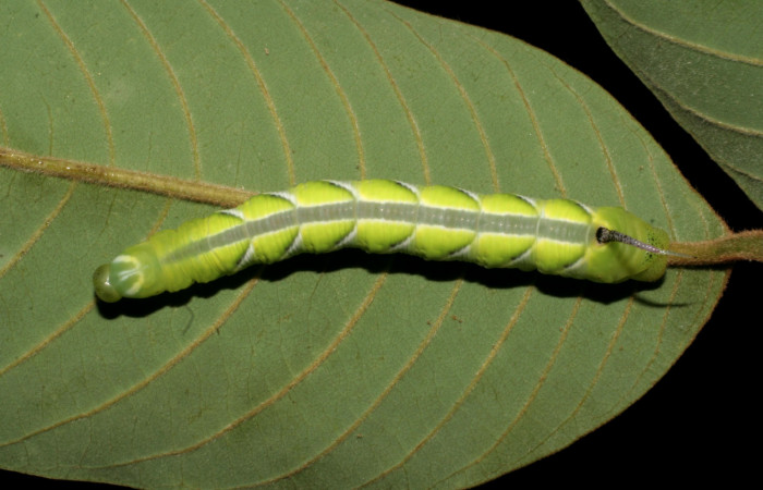 Figura 3. Larva en cuarto estadio <i>Manduca albiplaga</i>, (Sphingidae), posición dorsal Sector alimentándose en <i>Annona rensoniana</i> (Annonaceae).Mundo Nuevo, Vado Zanja Tapada, (elevación 550 metros). 1 junio 2005. (05-SRNP-56549-DHJ408302.jpg).