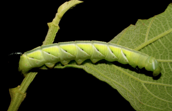 Figura 4. Larva en cuarto estadio <i>Manduca albiplaga</i>, (Sphingidae), posición lateral alimentándose en <i>Cornutia grandifolia</i> (Lamiaceae). Sector Cacao, Rancho Harold, (elevación 820 metros). 28 junio 2006. (06-SRNP-45784-DHJ414935.jpg).