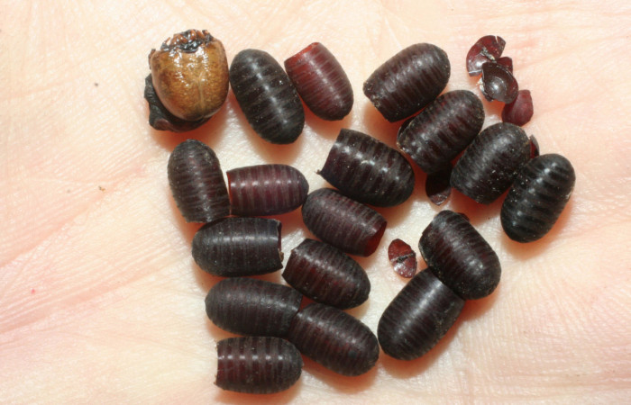 Figura 13. Puparios de parásitos <i>Leschenautia</i> Wood30DHJ02 (Tachinidae), de la larva <i>Manduca albiplaga</i>, (Sphingidae), Sector Mundo Nuevo, Punta Plancha, (elevación 420 metros). 12 junio 2007. (07-SRNP-57237-DHJ461982.jpg).