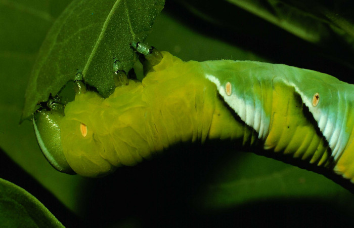 Figura 9. Larva en último estadio <i>Manduca albiplaga</i>, (Sphingidae), posición lateral torax alimentándose de la hoja de <i>Aegiphila martinicensis</i> (Lamiaceae). Sector Santa Rosa, Bosque Humedo, (elevación 290 metros). 13 junio 1993. (93-SRNP-2187-DHJ26172.jpg).