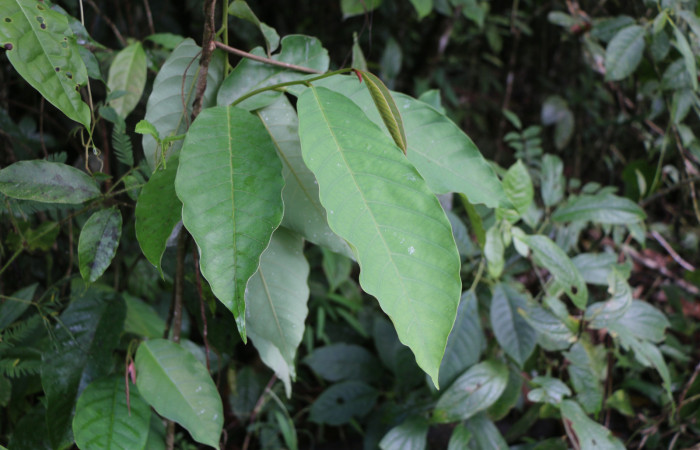 Figura 22. Planta hospedera de larva <i>Manduca albiplaga</i>, (Sphindae), <i> Annona rensoniana</i>, (Annonaceae), posición hojas. Foto Anabelle Córdoba, 23 Octubre 2019.