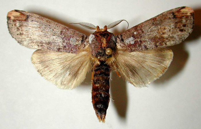 Figura 16. Macho de <i>Navarcostes vernieri</i> (Notodontidae) posición dorsal. Voucher 01-SRNP-2090-DHJ33024.jpg.