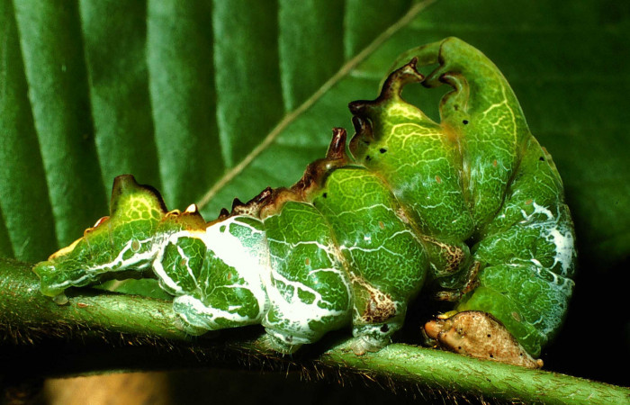 Figura 8. <i>Navarcostes vernieri</i> (Notodontidae) último estadio, posición lateral. Sector San Cristóbal, Sendero Huerta. 01-SRNP-2090-DHJ58011.jpg.