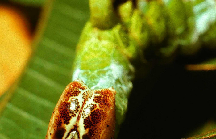 Figura 7. <i>Navarcostes vernieri</i> (Notodontidae) tercer estadio, posición frontal cara. Sector San Cristóbal, Sendero Huerta. Voucher 01-SRNP-2090-DHJ62516.jpg.