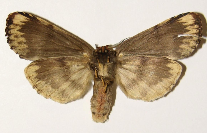 Figura 15. Hembra de <i>Navarcostes vernieri</i> (Notodontidae) posición ventral. Voucher 02-SRNP-16601-DHJ301419.jpg.