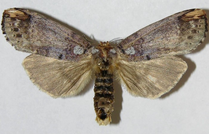 Figura 1. Adulto de <i>Navarcostes vernieri</i> (Notodontidae). Vista dorsal. Voucher 02-SRNP-17315-DHJ310716.jpg.