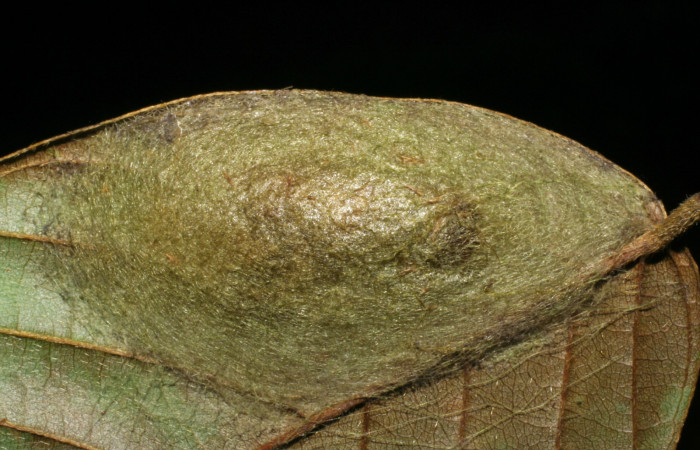 Figura 12. Capullo de <i>Navarcostes vernieri</i> (Notodontidae) Sector Pitilla, Pasmompa, Voucher  05-SRNP-32852-DHJ404971.jpg.