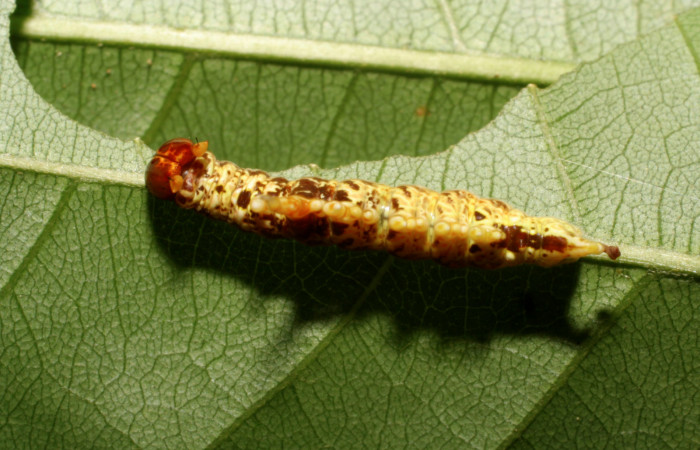 Figura 4. <i>Navarcostes vernieri</i> (Notodontidae) tercer estadio, posición dorsal, Brasilia, Moga. Voucher 08-SRNP-65869-DHJ446953.jpg.