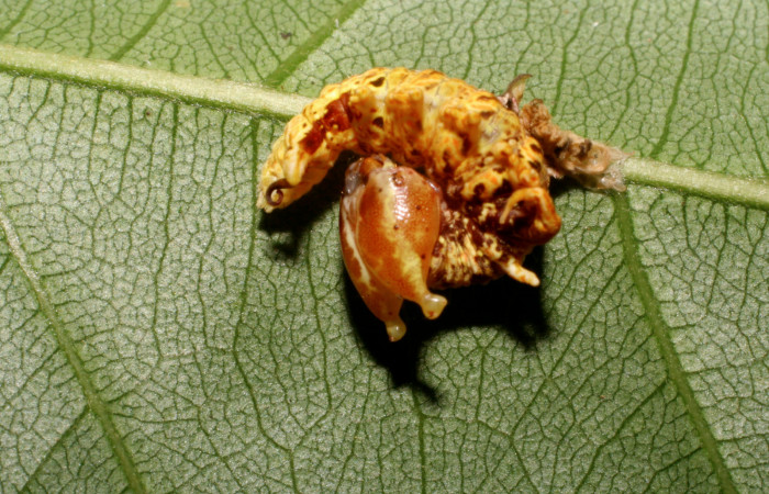 Figura 5. <i>Navarcostes vernieri</i> (Notodontidae) tercer estadio, posición dorsal, Brasilia, Moga. Voucher 08-SRNP-65869-DHJ446961.jpg. 