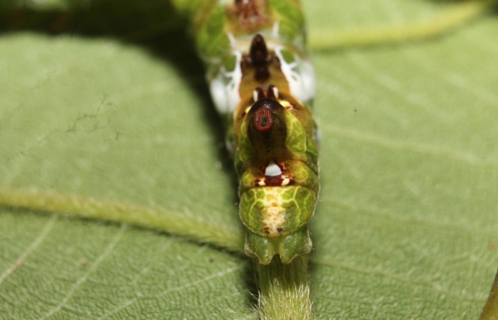 Figura 11. <i>Navarcostes vernieri</i> (Notodontidae) último estadio, Vista trasera, Estación Botarrama, Palomo. Voucher 13-SRNP-45290-DHJ718171.jpg.