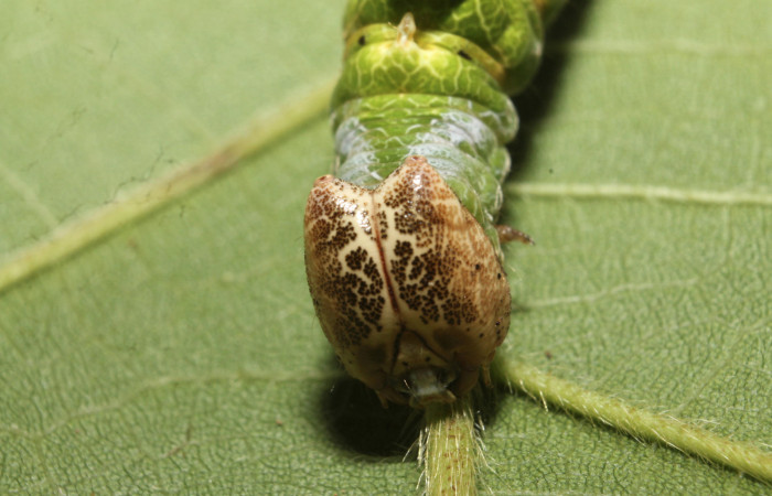 Figura 10. <i>Navarcostes vernieri</i> (Notodontidae) último estadio, posición frontal, Estación Botarrama, Palomo. Voucher 13-SRNP-45290-DHJ718172.jpg.