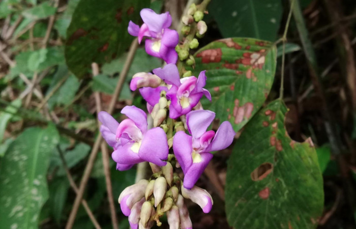 Figura 18. Planta hospedera de <i>Navarcostes vernieri</i> (Notodontidae). <i>Dioclea malacocarpa</i> (Fabaceae). Potrero Argentina Sector San Cristóbal. Foto. Gloria Sihezar Agosto 2019.