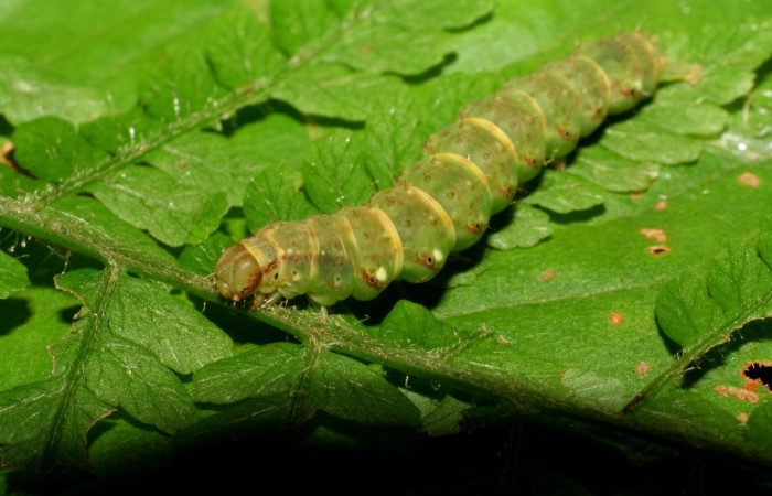 Figura 1. Larva <i>Ipanephis esperanzalis</i> (Erebidae), Último estadio posición lateral, mide 35 mm aproximadamente. Planta hospedera <i>Hypolepis repens</i> (Dennstaedtiaceae). Voucher: 07-SRNP-3495-DHJ426284.jpg.